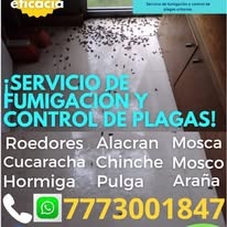 Servicio profesional