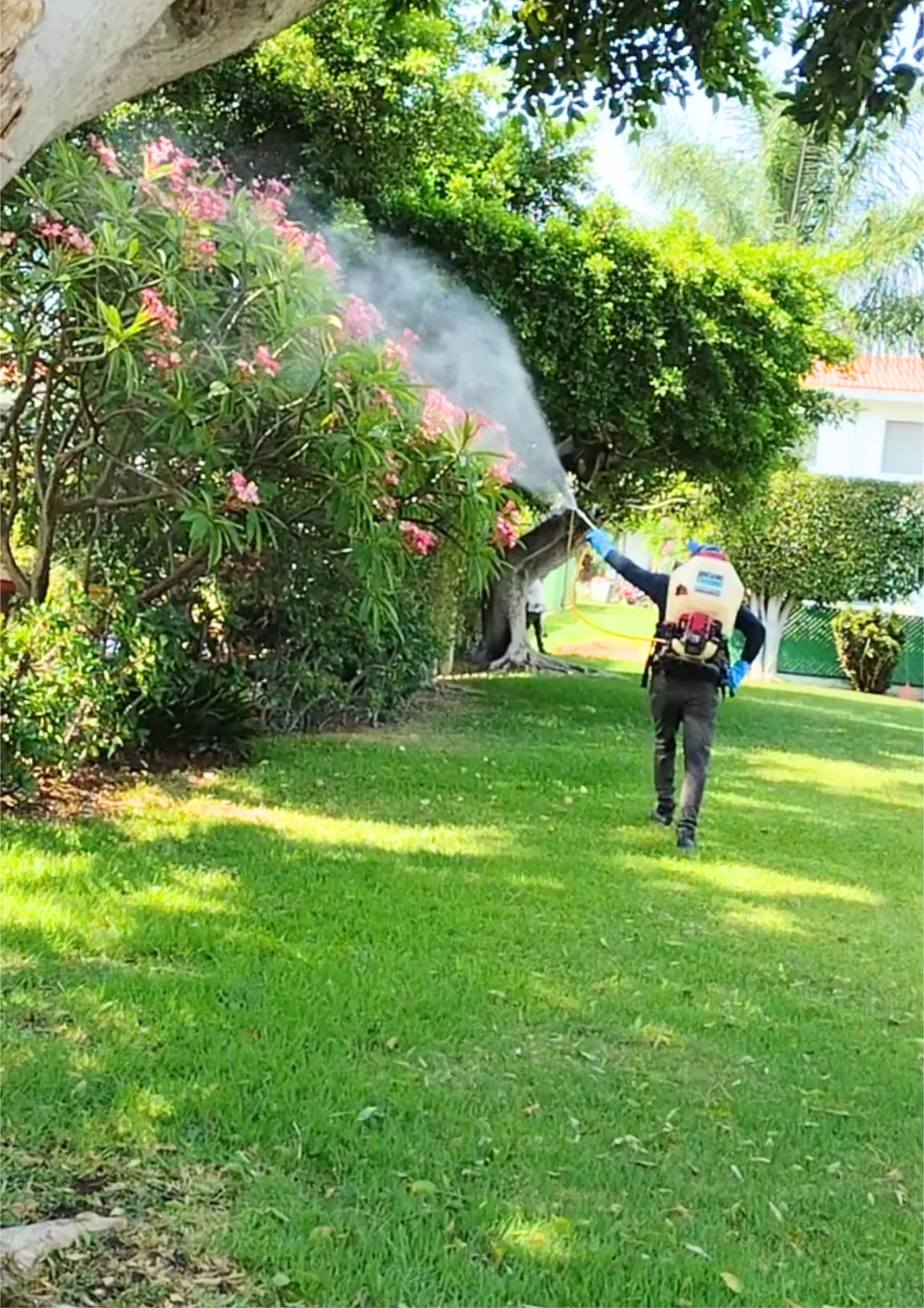 Trabajo de fumigación 1